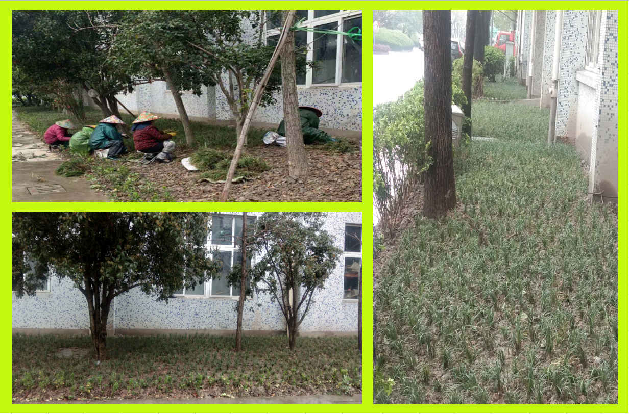 种植绿化，，，，，，，，美化坏境
