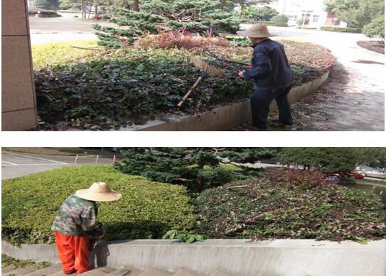 绿植修剪，，，，，，，美化环境
